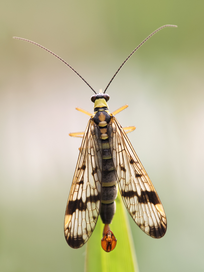 Scorpion Fly male 3